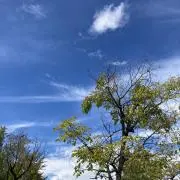 wasabiの画像
