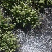 アイリスの画像