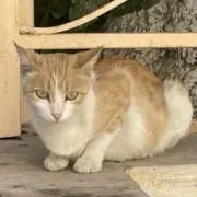 Tの画像