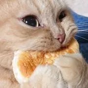 さいとーくんの画像