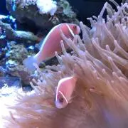 おいちゃんまんの画像