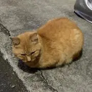 いちの画像