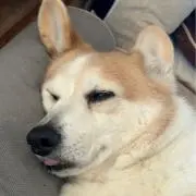 レオの画像