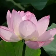 みか