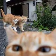 kbaanの画像