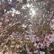 ぽぽの画像