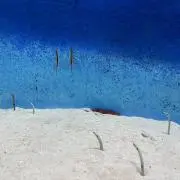 umiの画像