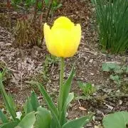 ランママ