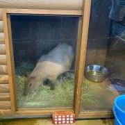あちゃの画像