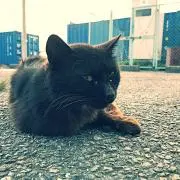 GOMAの画像