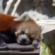 はとまるの画像