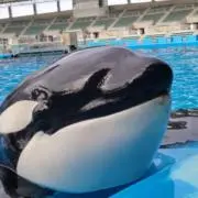 komapuの画像