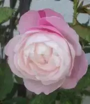 コタママ