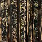 ともの画像