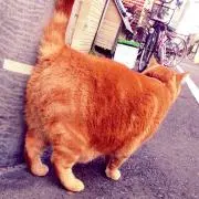 Debにゃー