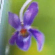 すみれの