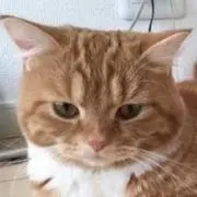 栗の画像