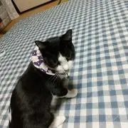 小雪