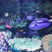 すもっぴ