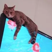 こんせーの画像