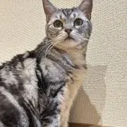 いわた。