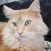 とこ
