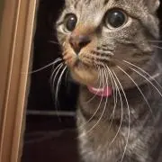 tセンパイ