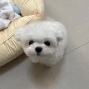 anの画像