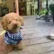 PECOリーヌの画像