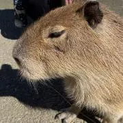 りーの画像