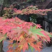 urpai0923の画像