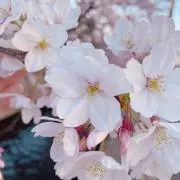りえゆみの画像