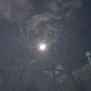 はまんにゃの画像