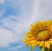 ひまわりの画像
