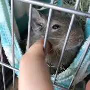 とーめす☆配送詳細プロフにての画像