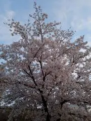 Yas4141の画像