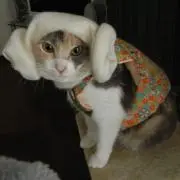 やんまの画像