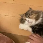 みょん