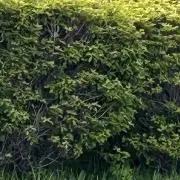 manaの画像