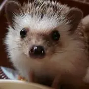 たわし