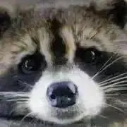 ぎんの画像