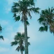 ゆっこ