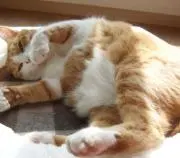 ねここの画像