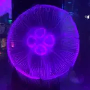 アボカドの画像