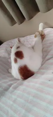 えるとら