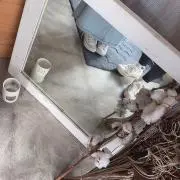ぽぽの画像