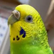 まめこの画像