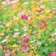 kot kot(交渉歓迎)の画像