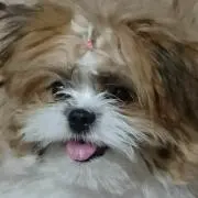 桃夜