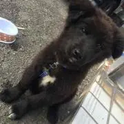 りん